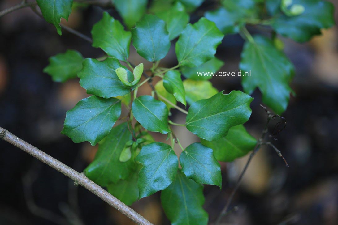 Acer buergerianum formosanum