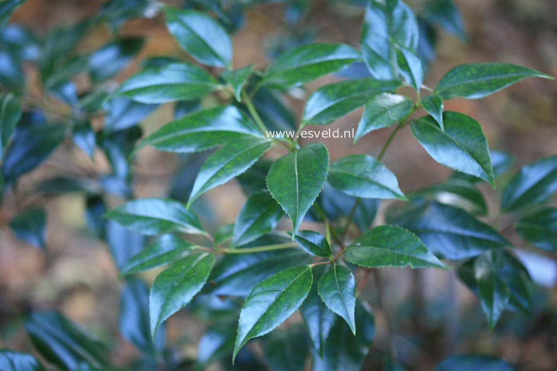 Viburnum propinquum