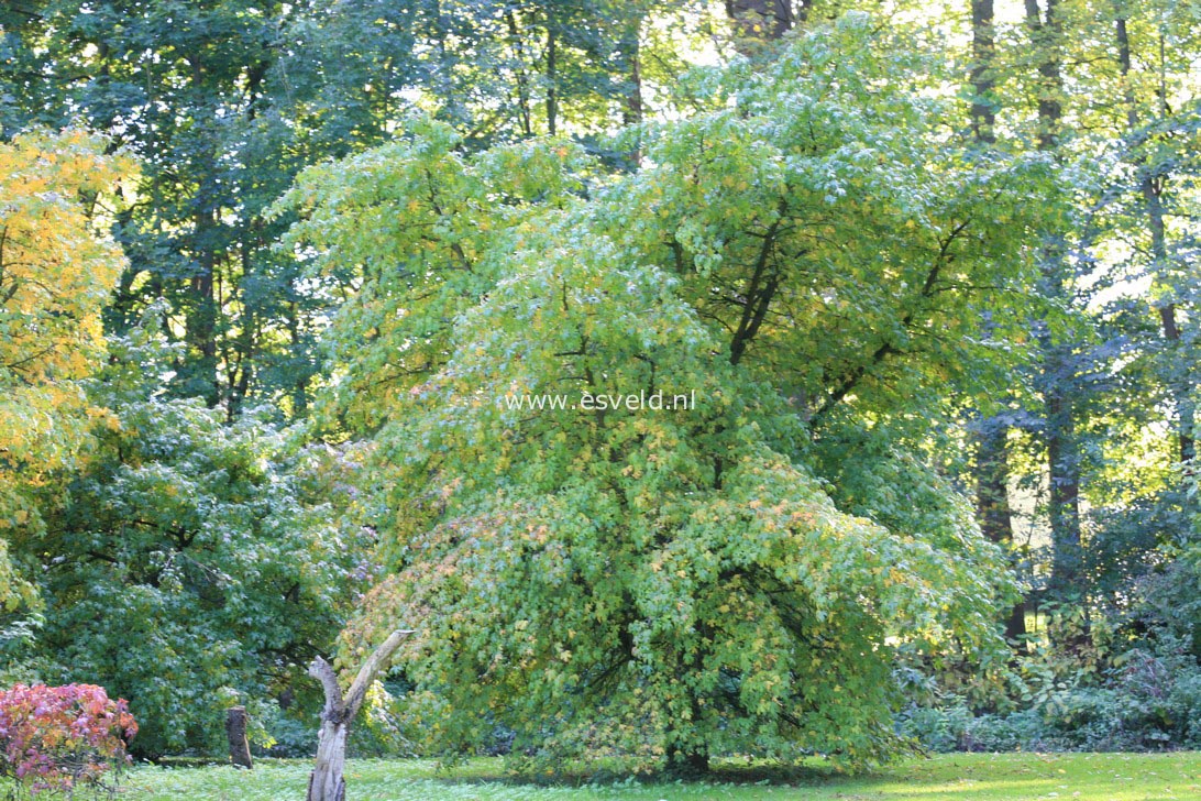 Liquidambar orientalis