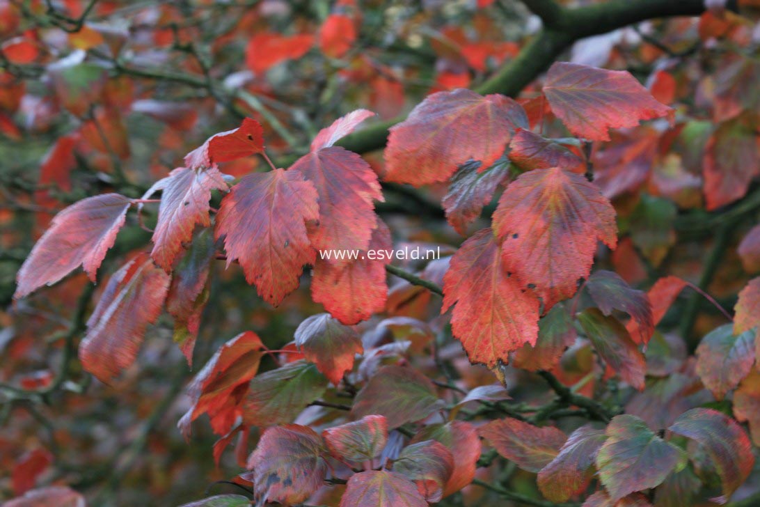Acer tataricum ssp. aidzuense