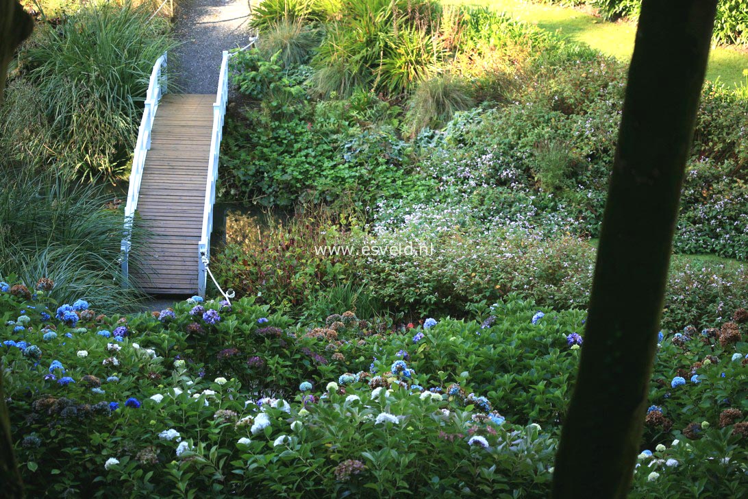 Hydrangea macrophylla