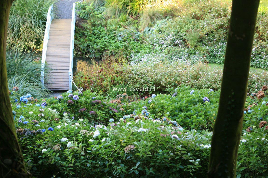 Hydrangea macrophylla