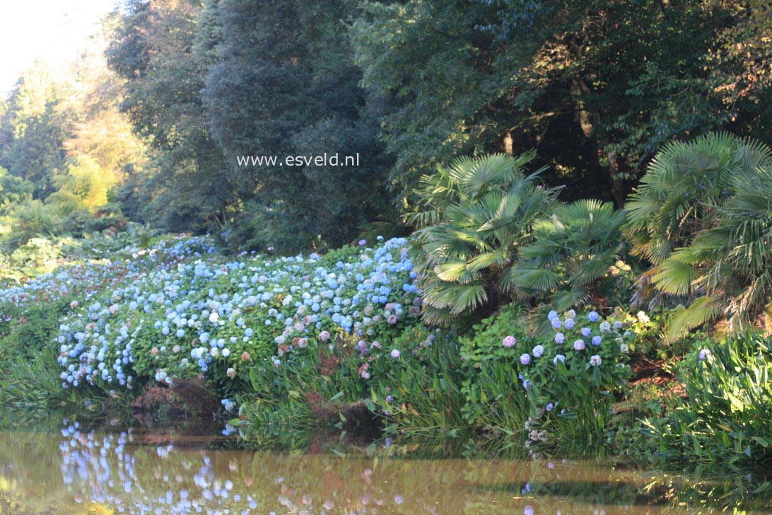 Hydrangea macrophylla 'Joseph Banks'