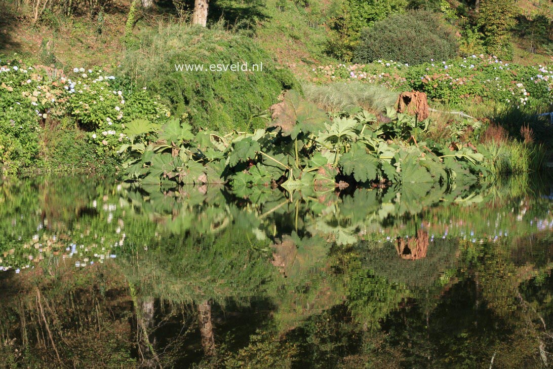 Gunnera manicata