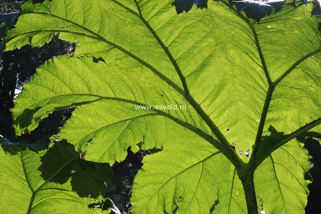 Gunnera manicata