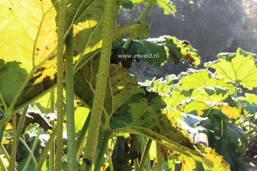 Gunnera manicata