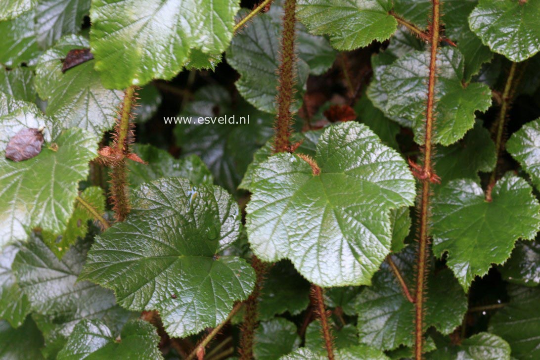 Rubus tricolor