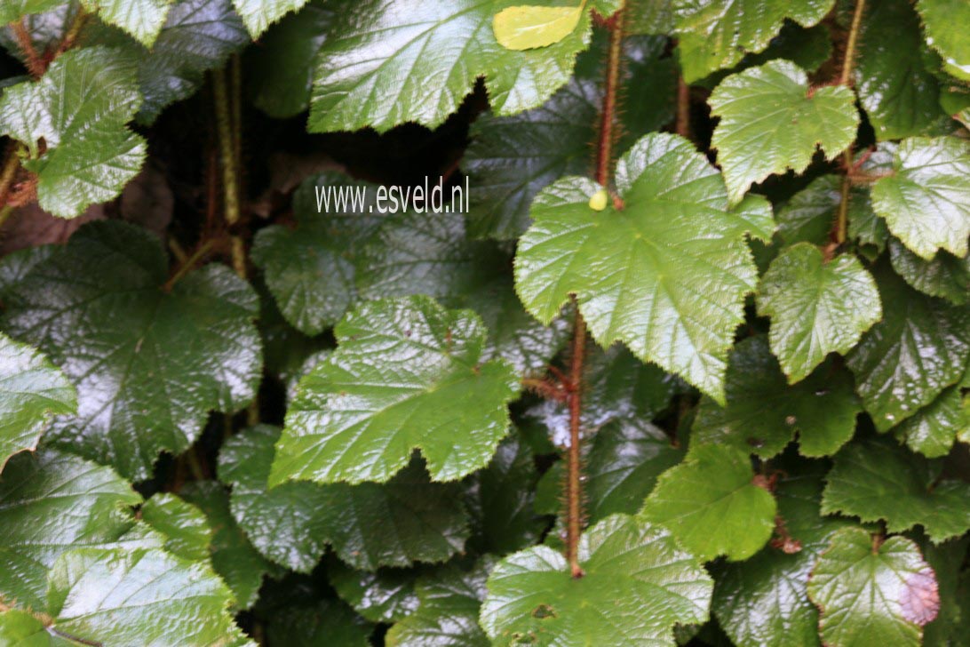 Rubus tricolor