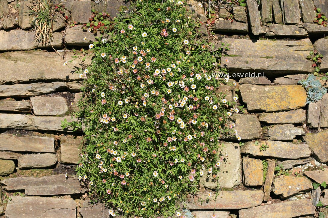 Erigeron karvinskianus