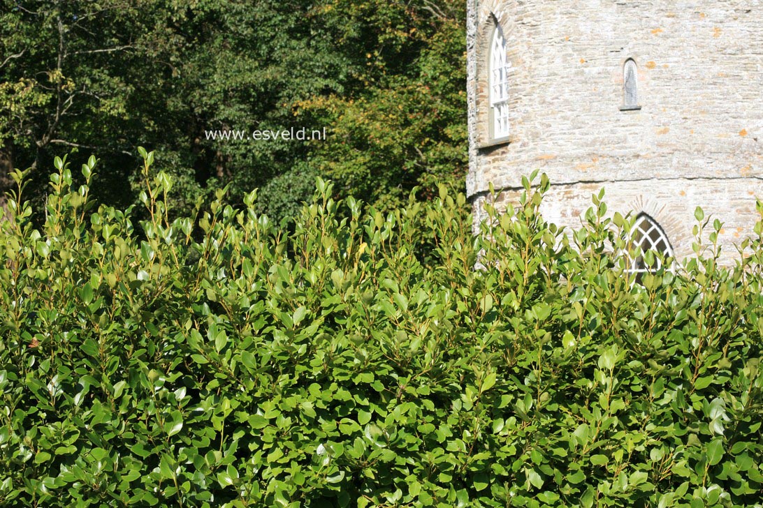 Griselinia littoralis