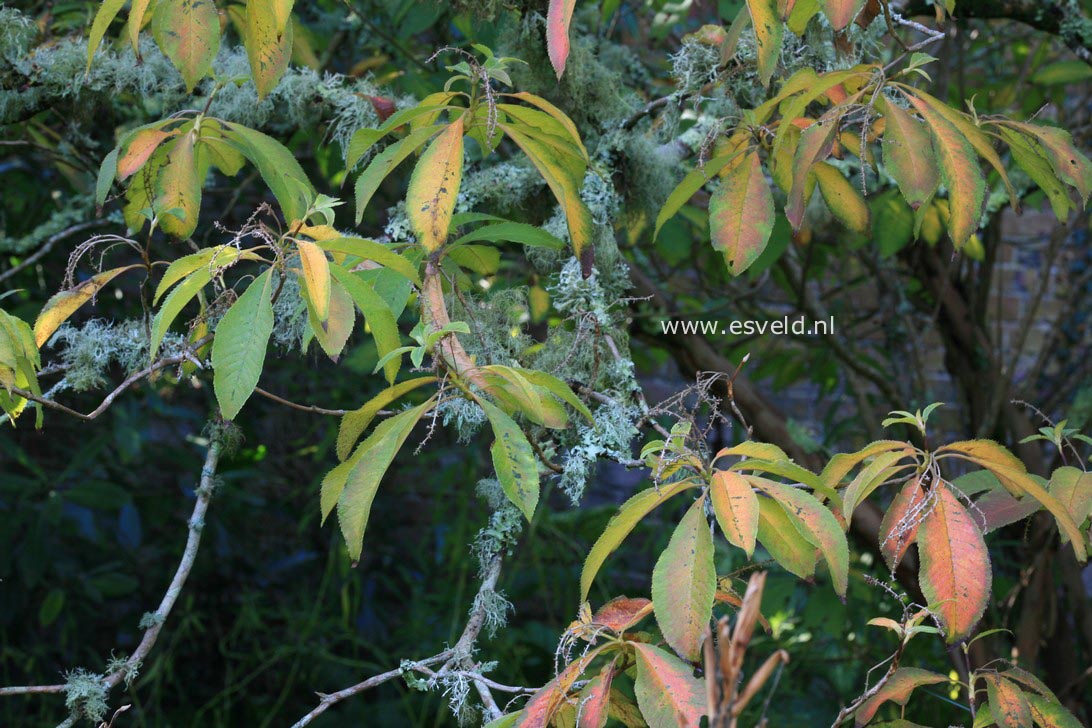 Clethra barbinervis