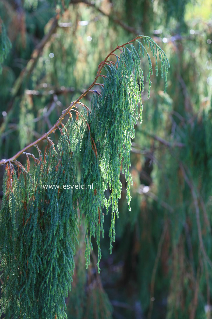 Juniperus recurva coxii