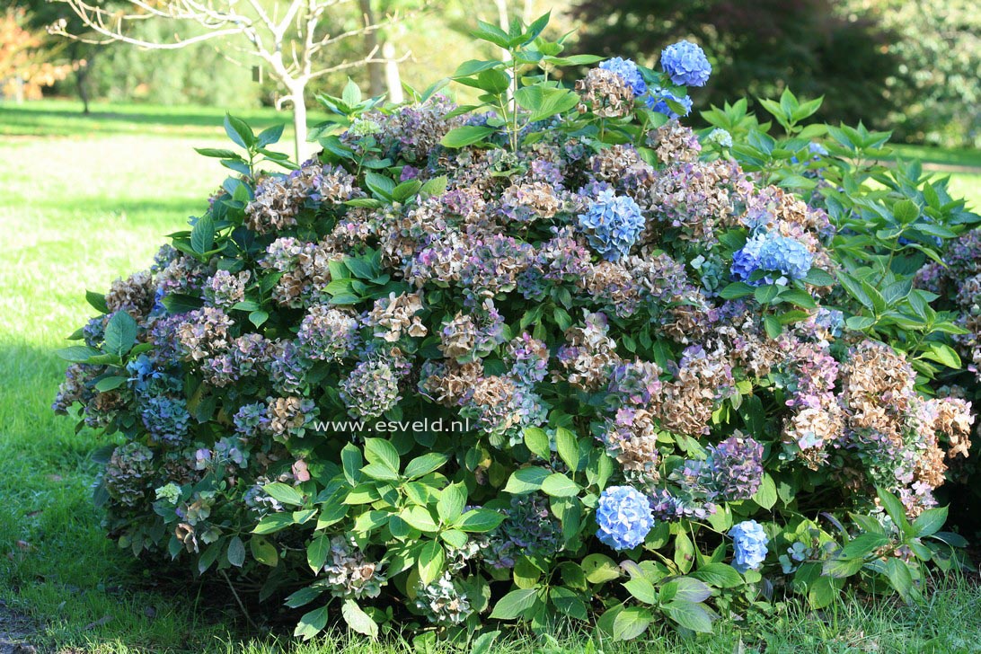 Hydrangea macrophylla 'Holstein'