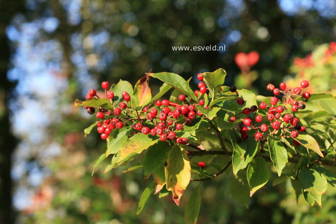 Photinia villosa