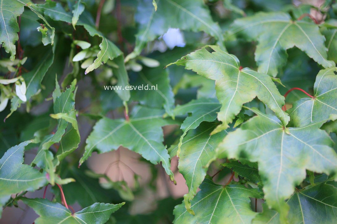 Acer oliverianum ssp. formosanum