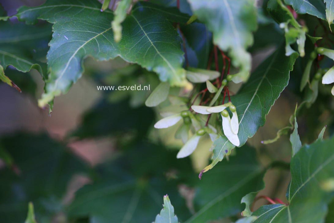 Acer oliverianum ssp. formosanum