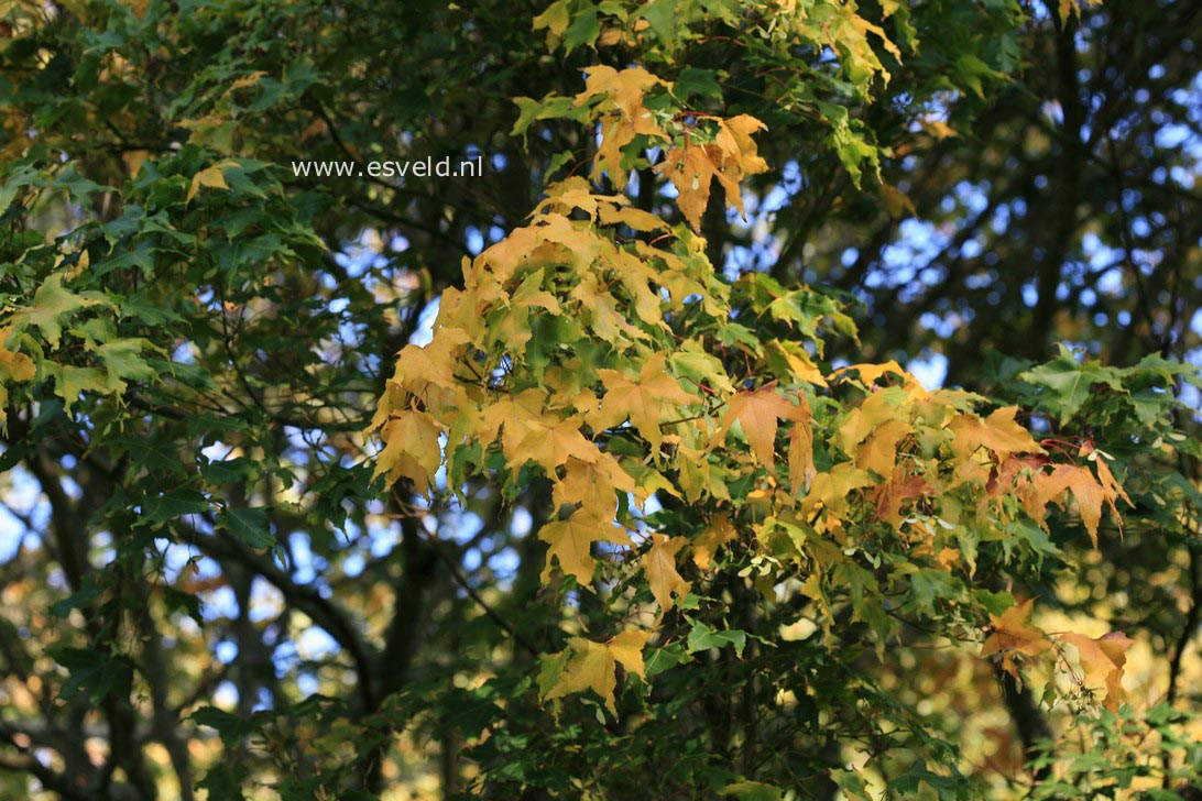 Acer oliverianum ssp. formosanum