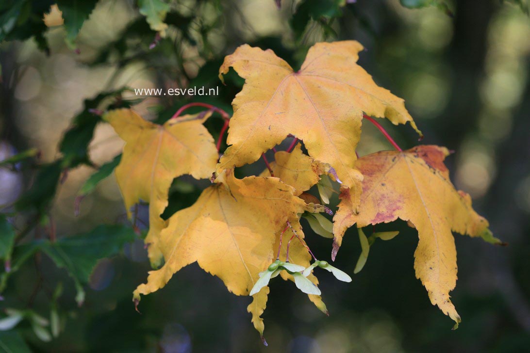 Acer oliverianum ssp. formosanum