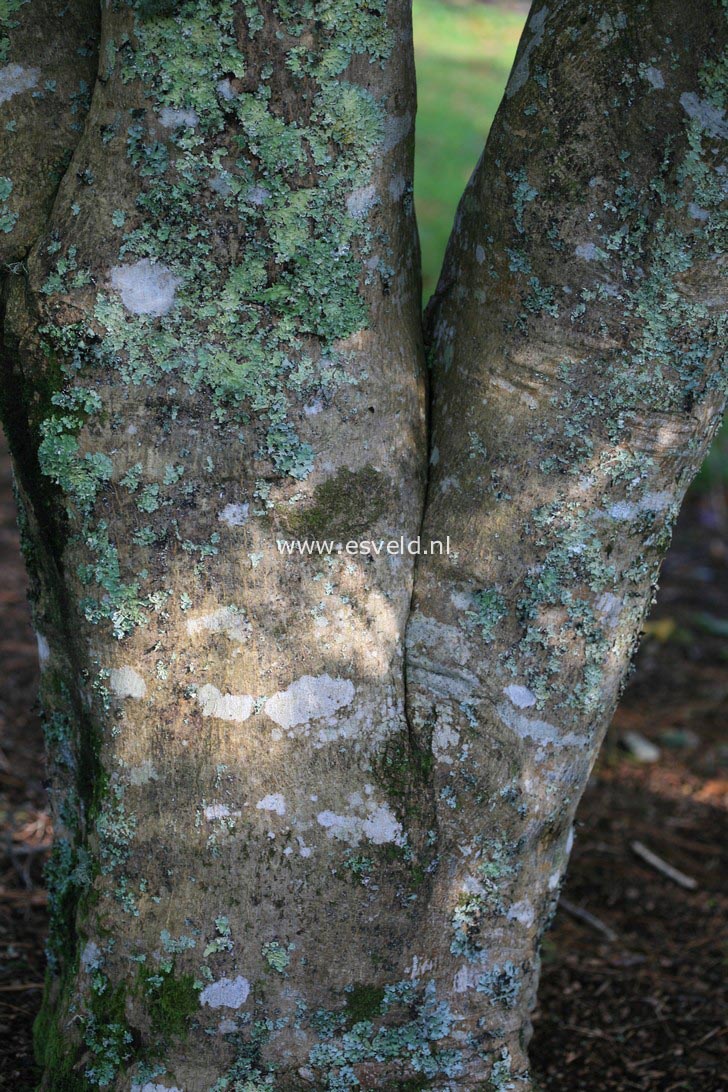 Acer oliverianum ssp. formosanum