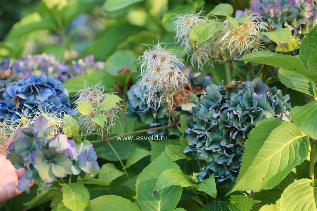 Hydrangea macrophylla