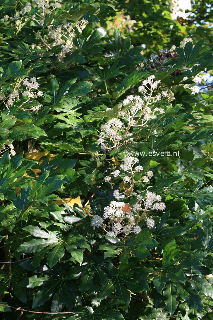 Fatsia japonica