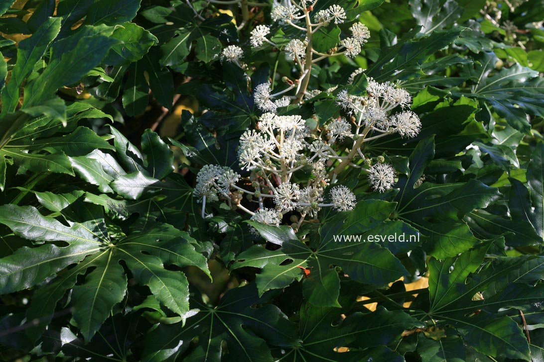 Fatsia japonica