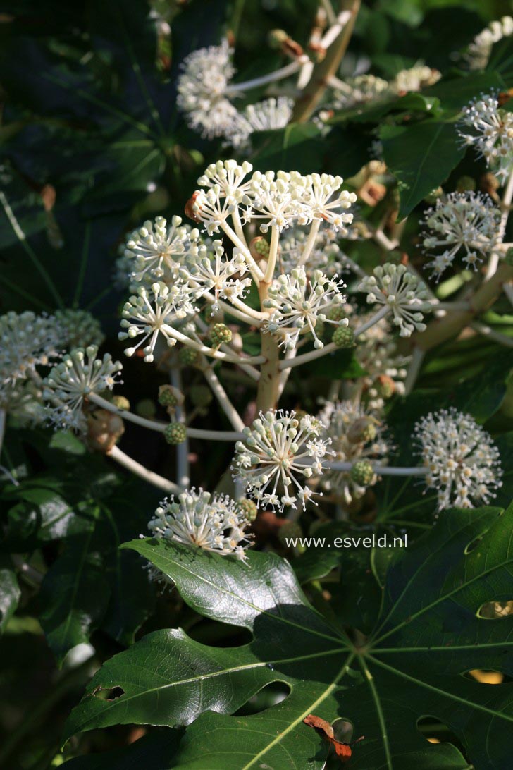 Fatsia japonica