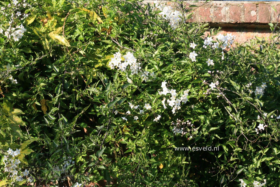Solanum jasminioides 'Albiflorum'