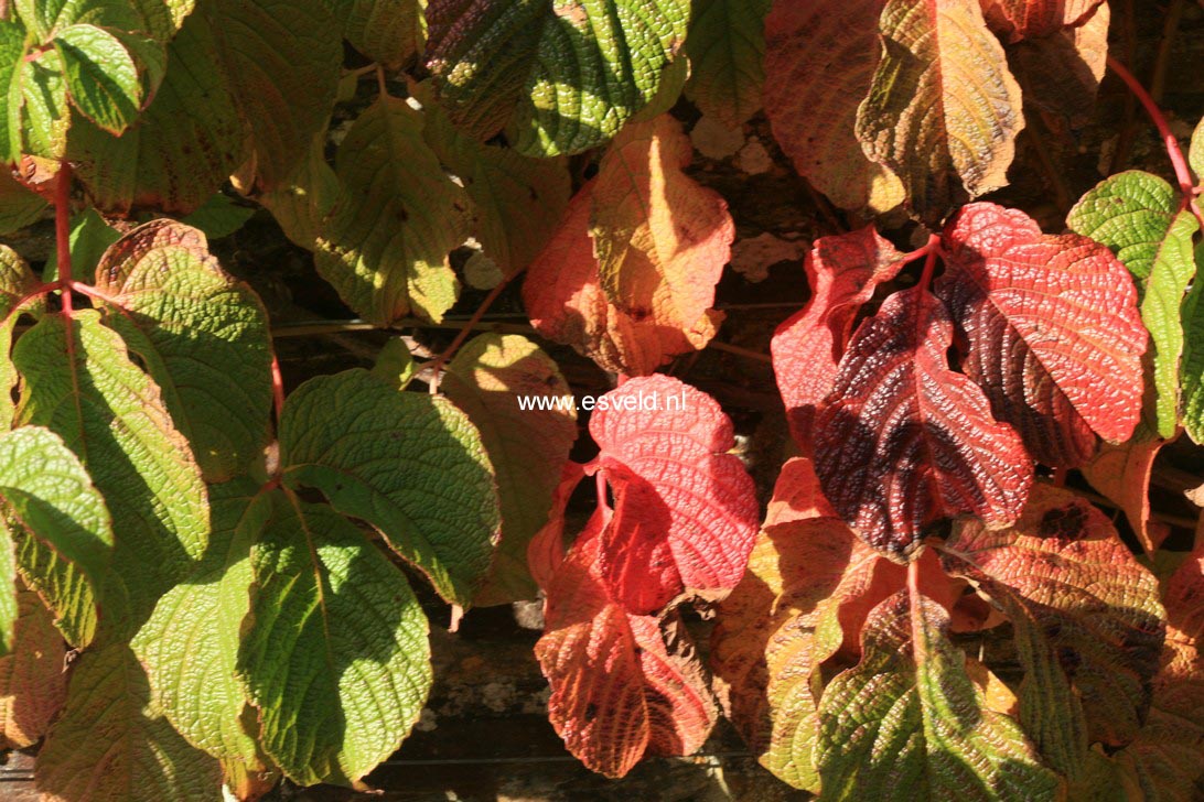 Ampelocissus rugosa