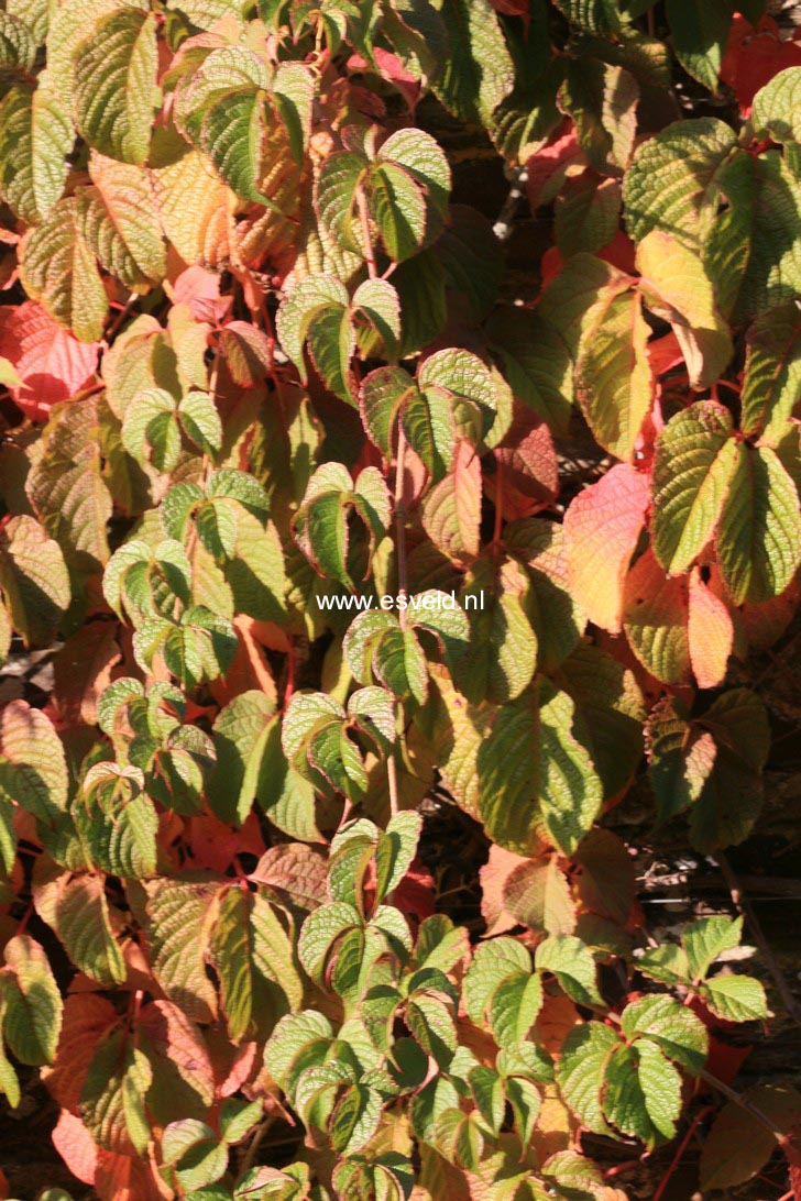Ampelocissus rugosa