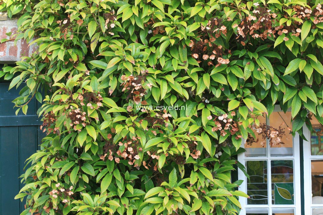 Hydrangea seemannii