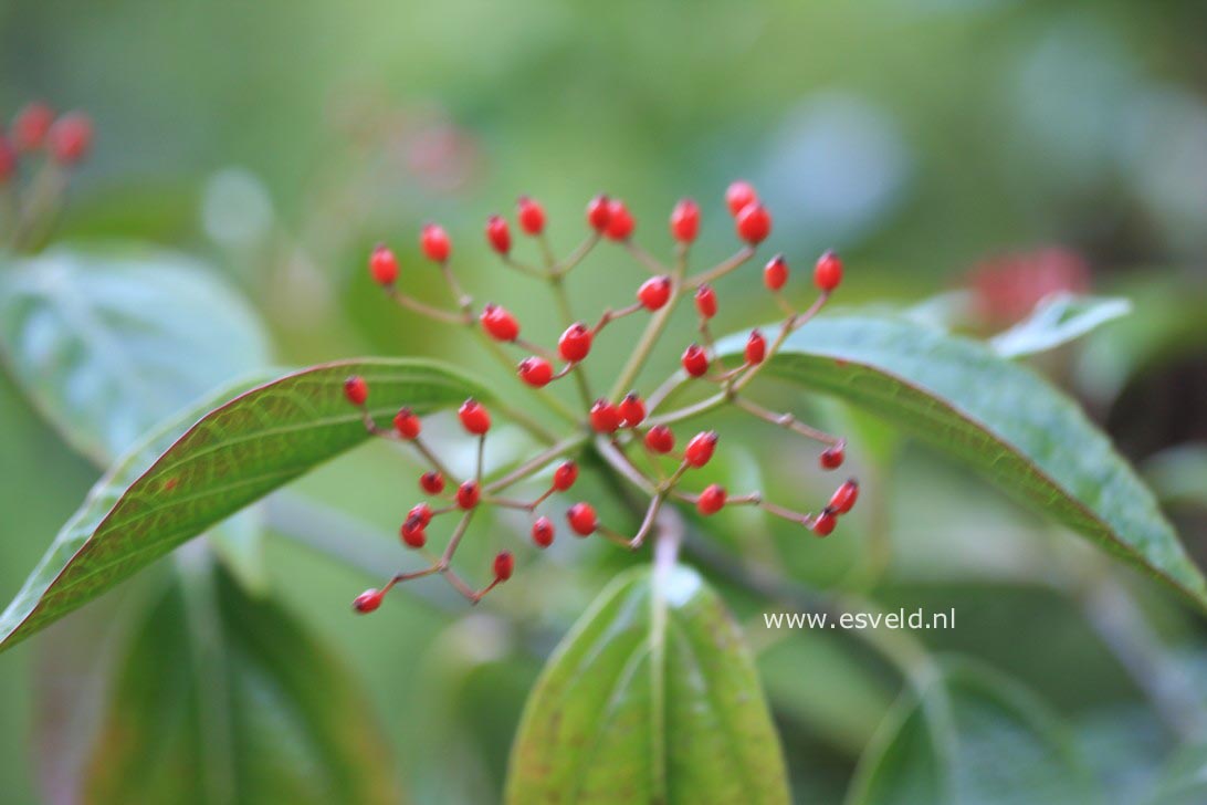 Viburnum japonicum