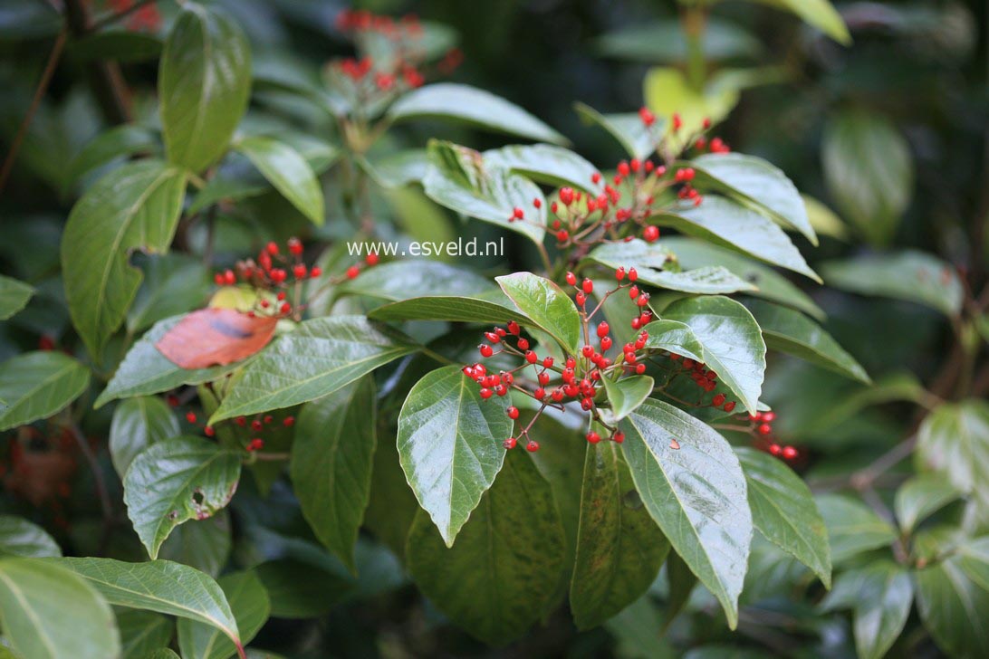 Viburnum japonicum