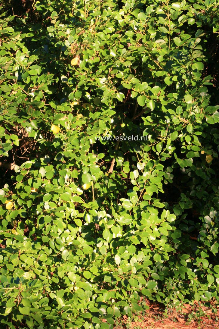 Griselinia littoralis