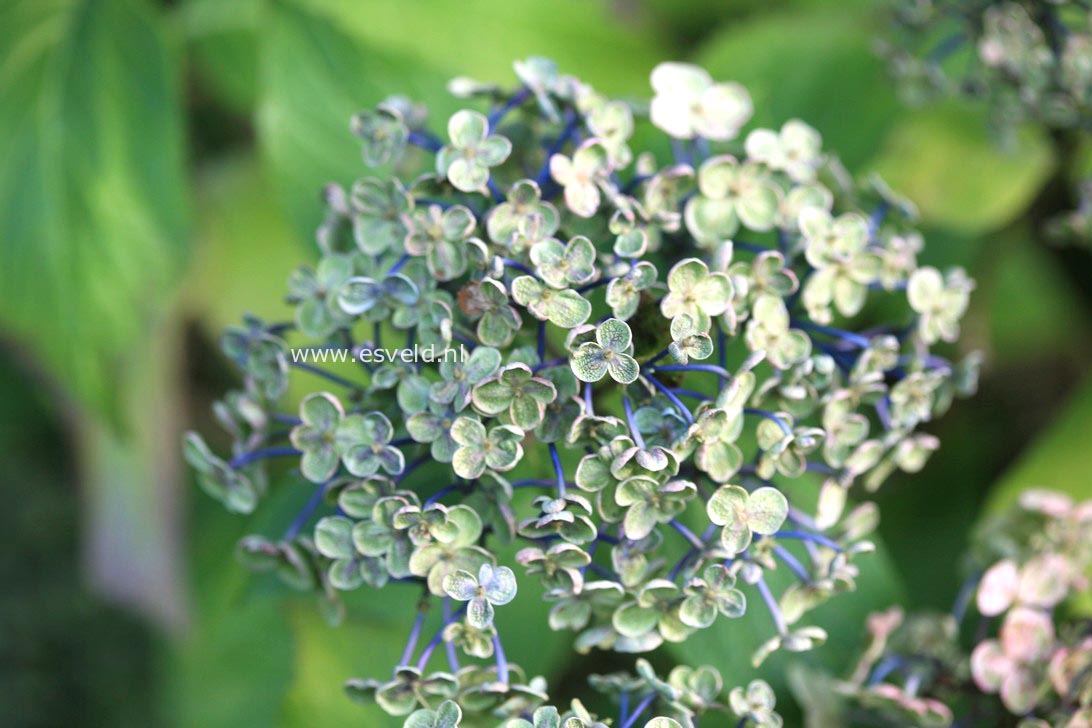 Hydrangea macrophylla 'Ayesha'