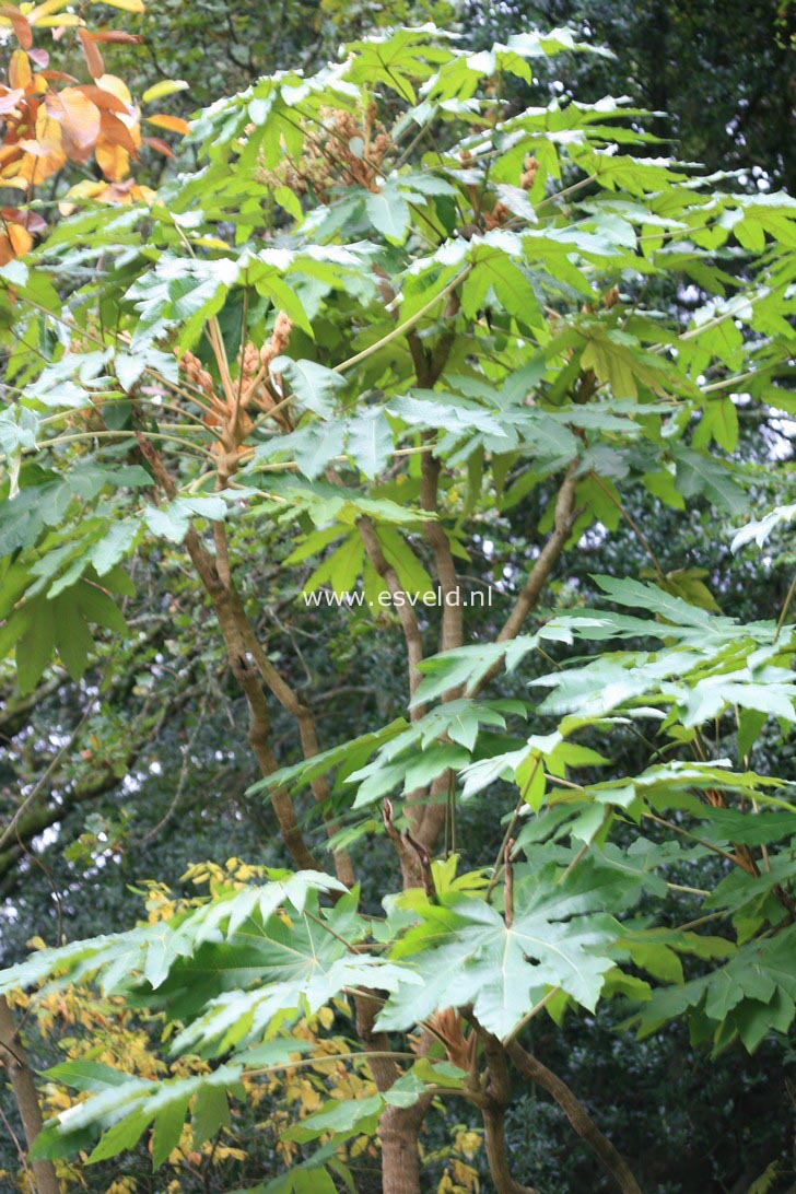 Tetrapanax papyrifer