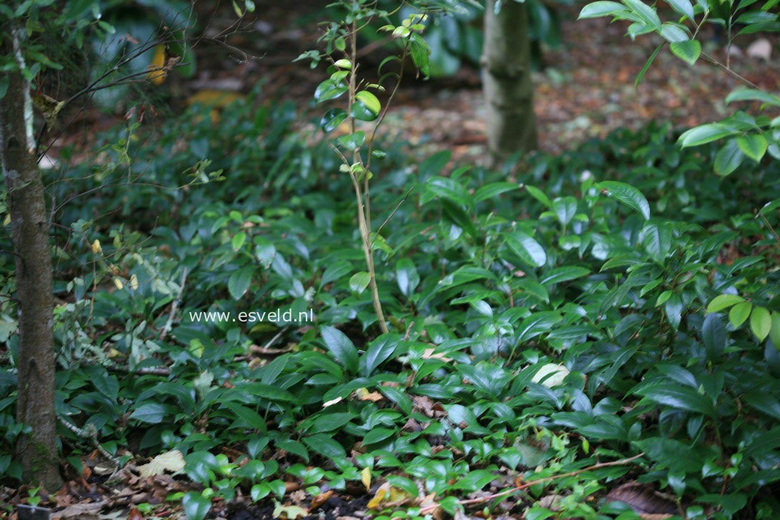 Hydrangea seemannii