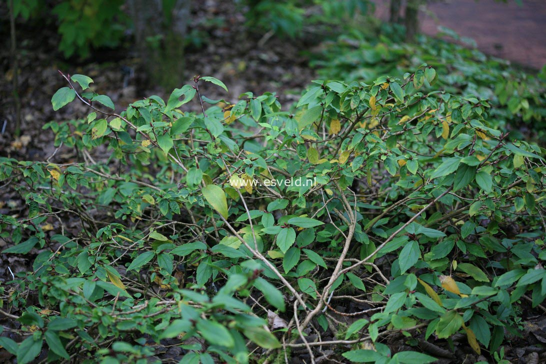 Ribes laurifolium