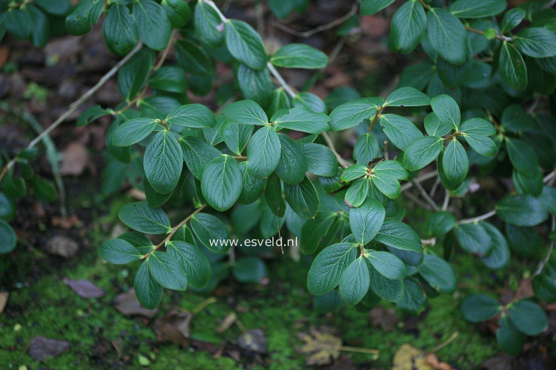 Vaccinium glauco-album