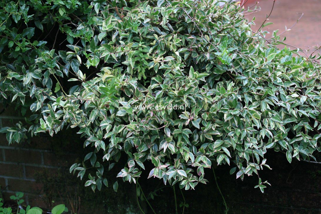 Trachelospermum jasminoides 'Variegatum'