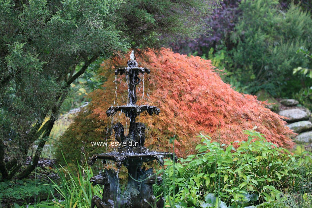 Acer palmatum 'Ornatum'