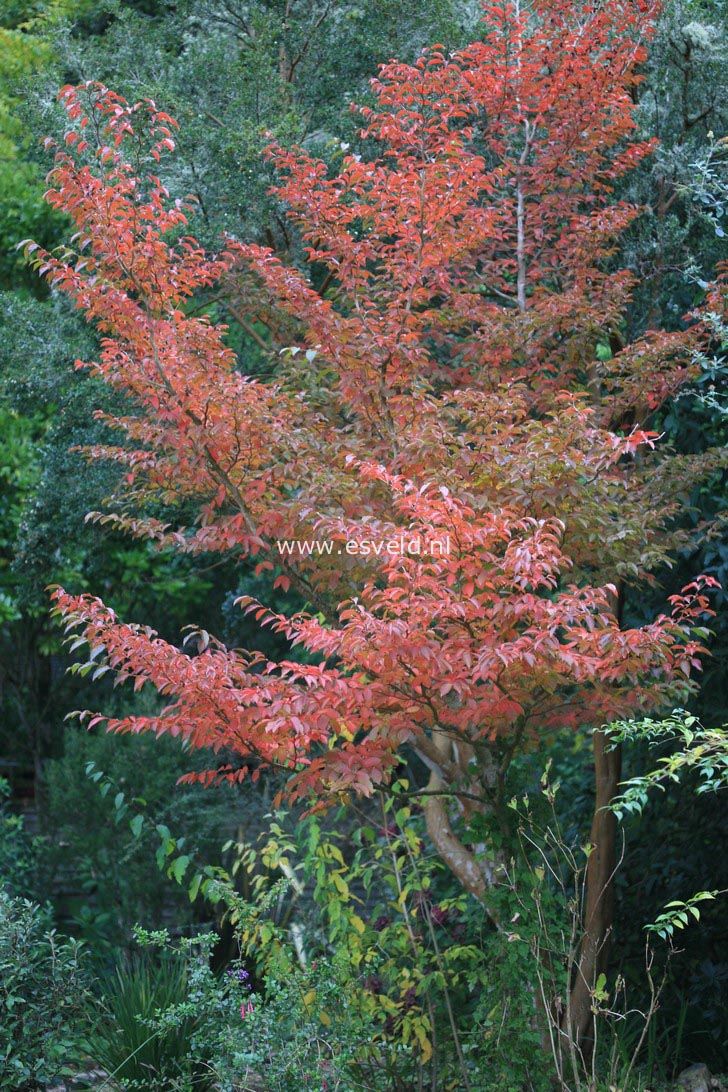 Stewartia monadelpha