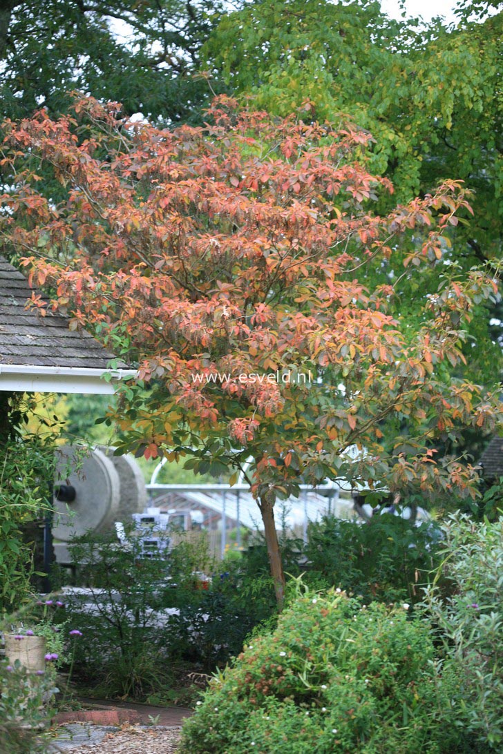 Clethra barbinervis