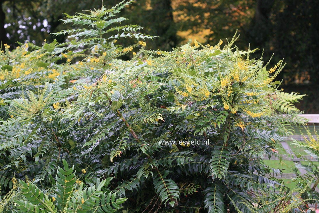 Mahonia media 'Buckland'
