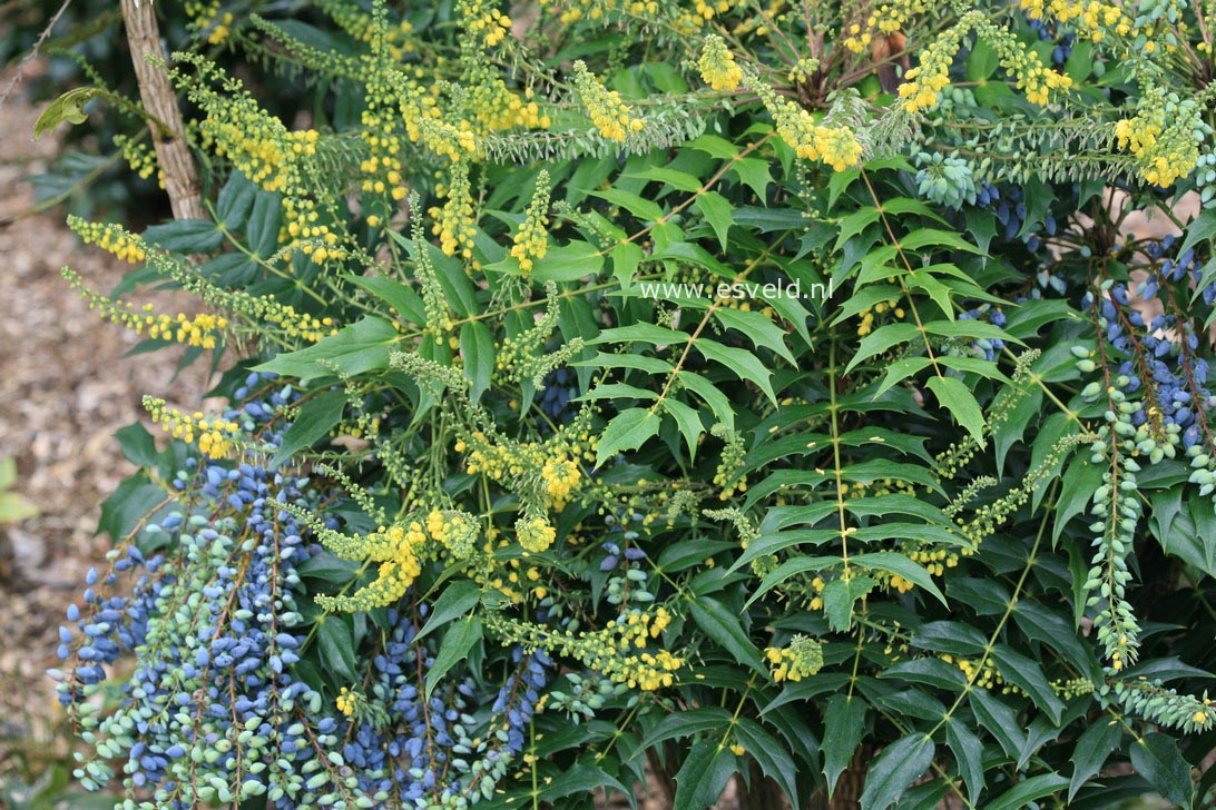 Mahonia media 'Charity'
