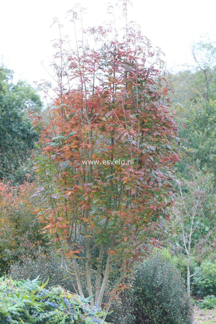 Sorbus 'Joseph Rock'