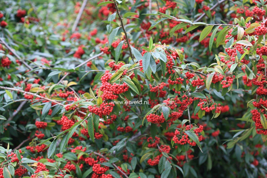 Cotoneaster watereri 'Cornubia'
