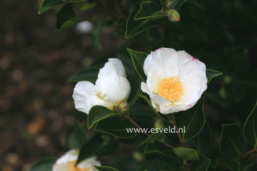 Camellia sasanqua 'Narumi-gata'