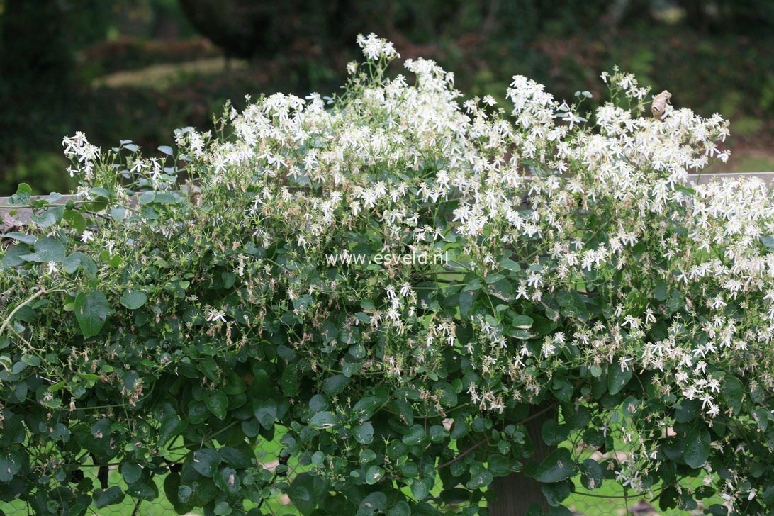 Clematis terniflora