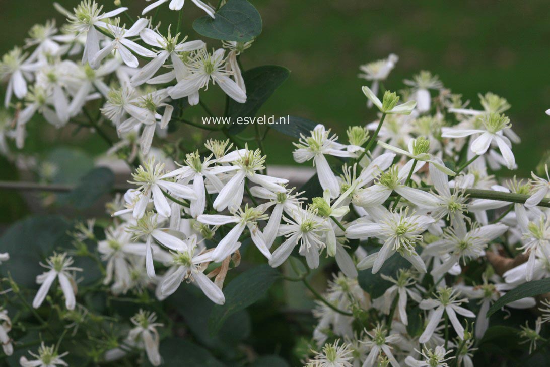 Clematis terniflora